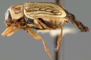Media type: image; Entomology 8803   Aspect: habitus lateral view